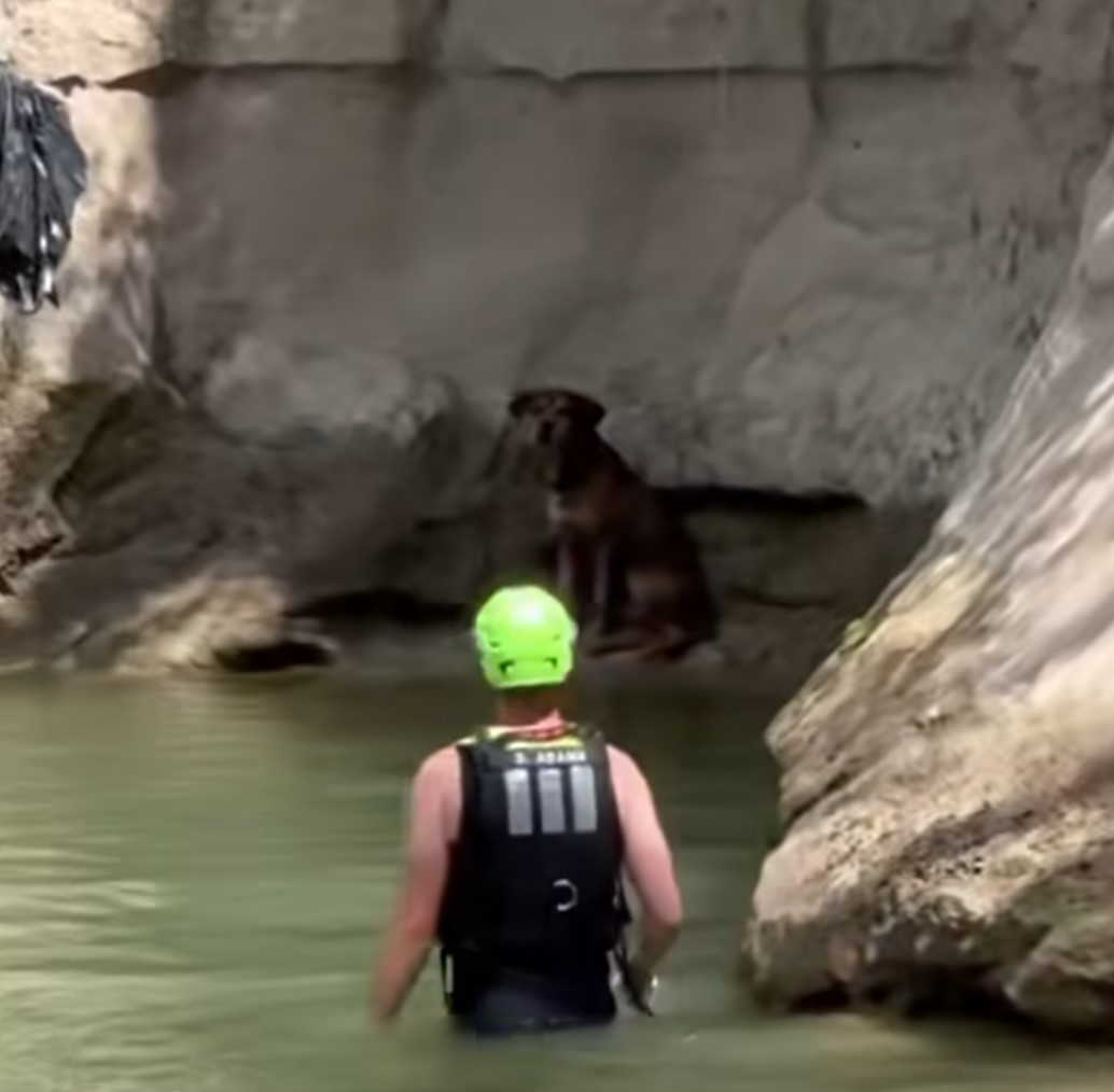 dog in creek