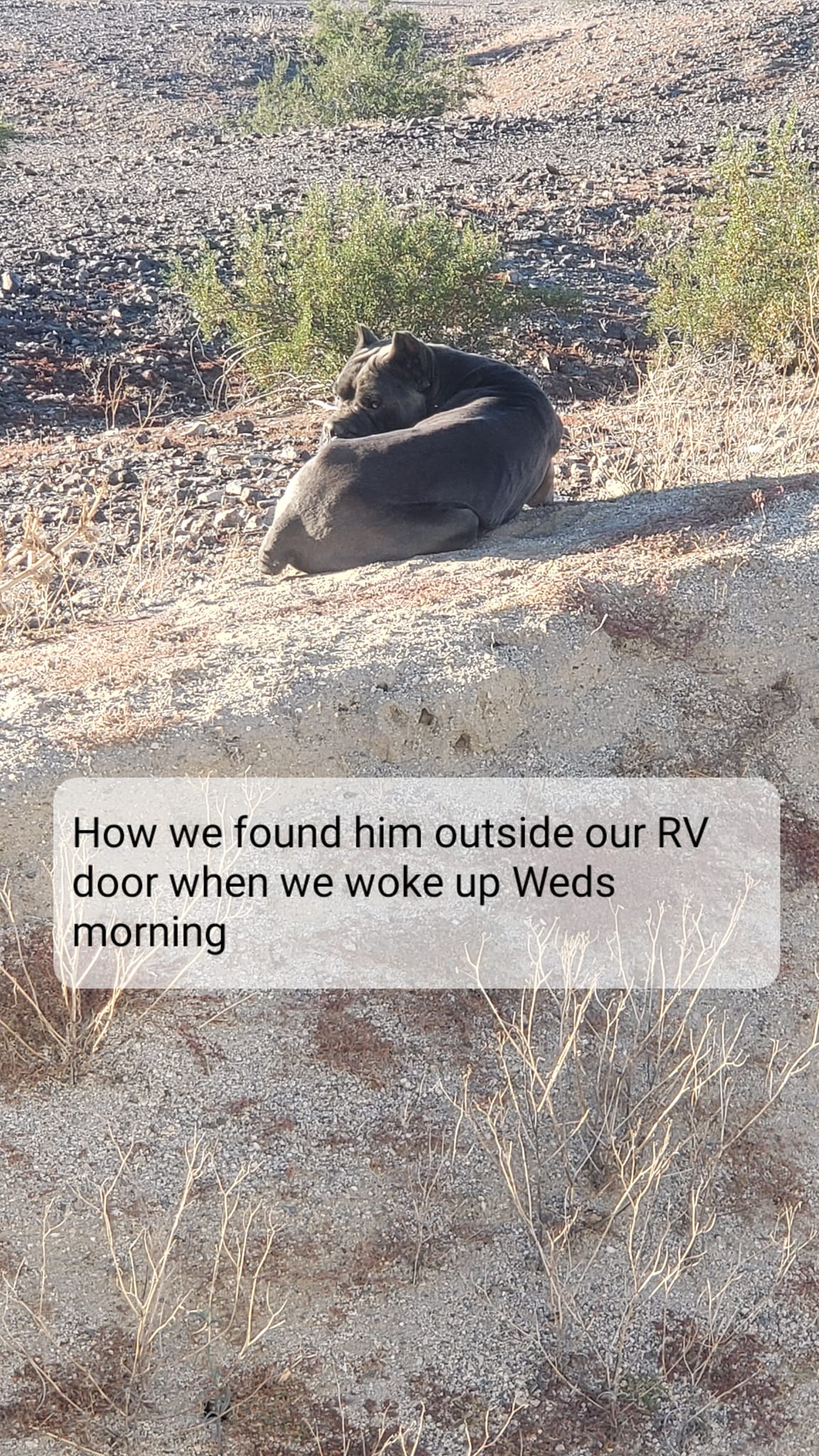 dog in desert