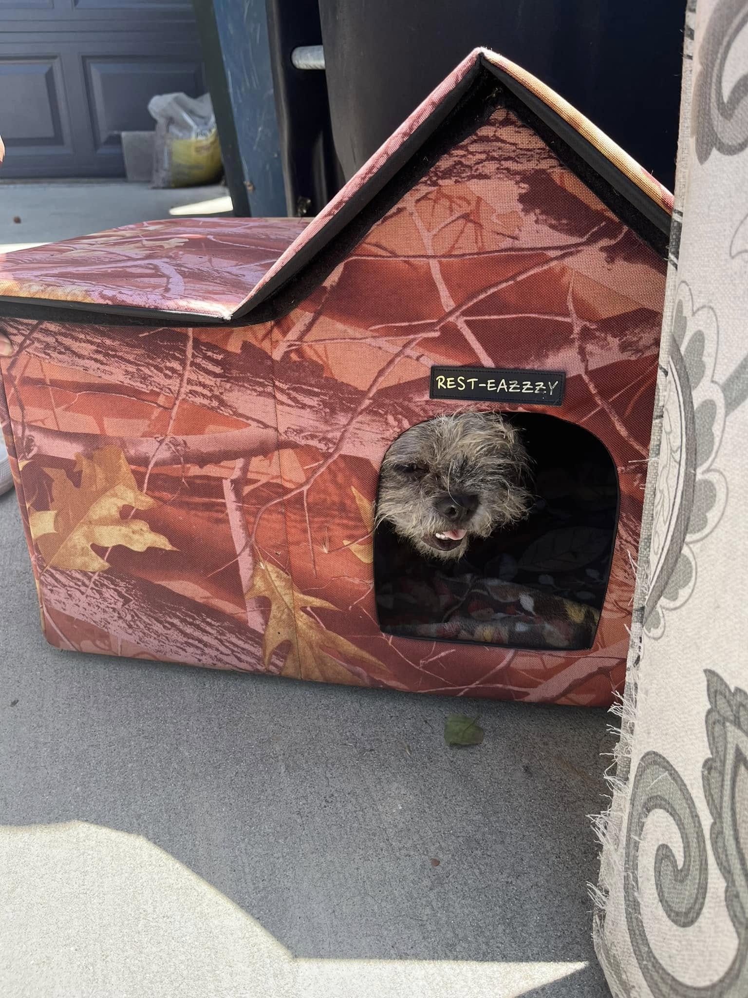dog in dogs house