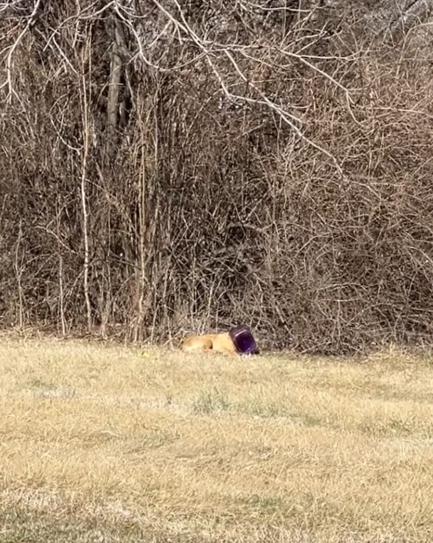 dog in field
