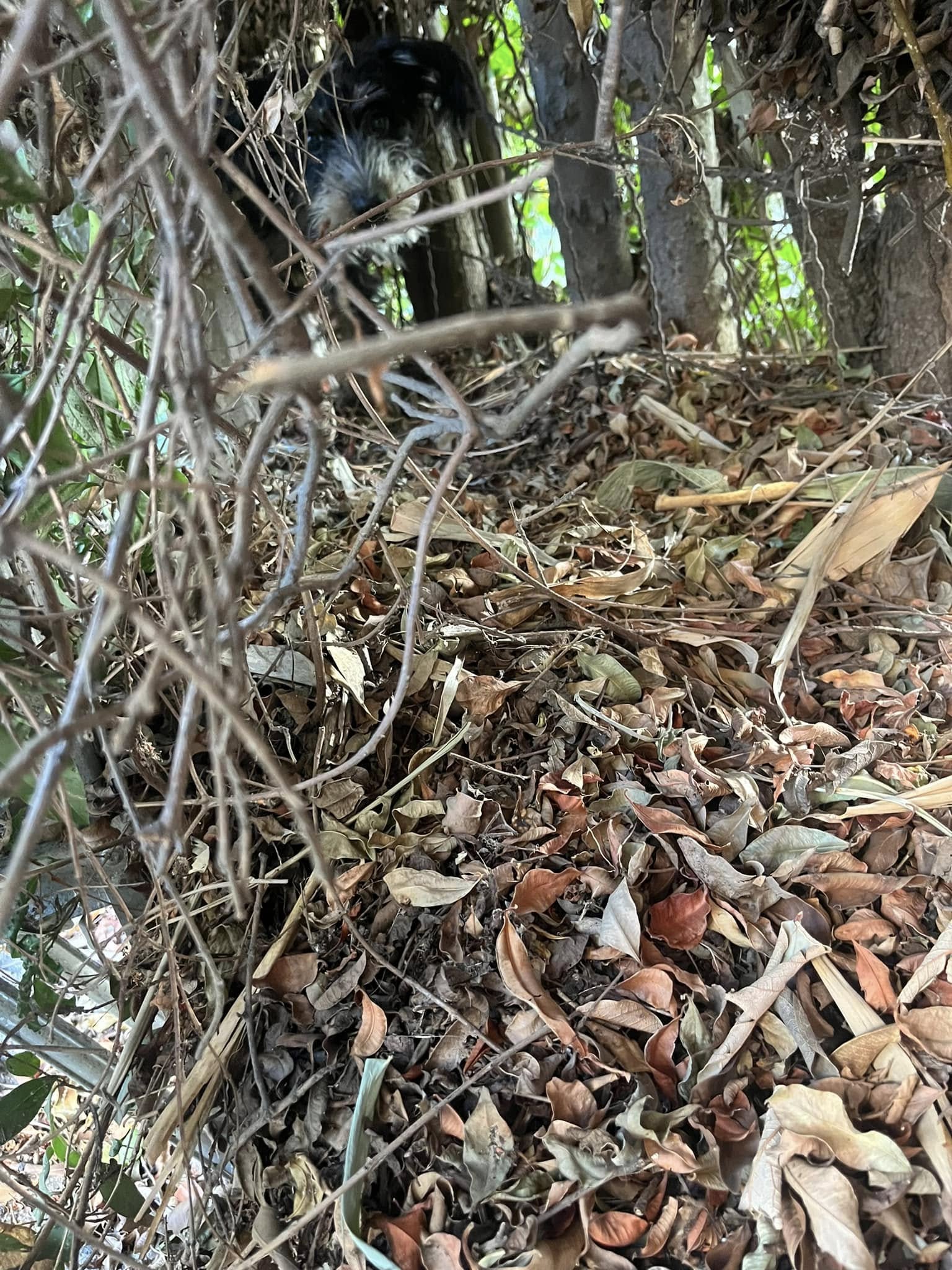 dog in forest