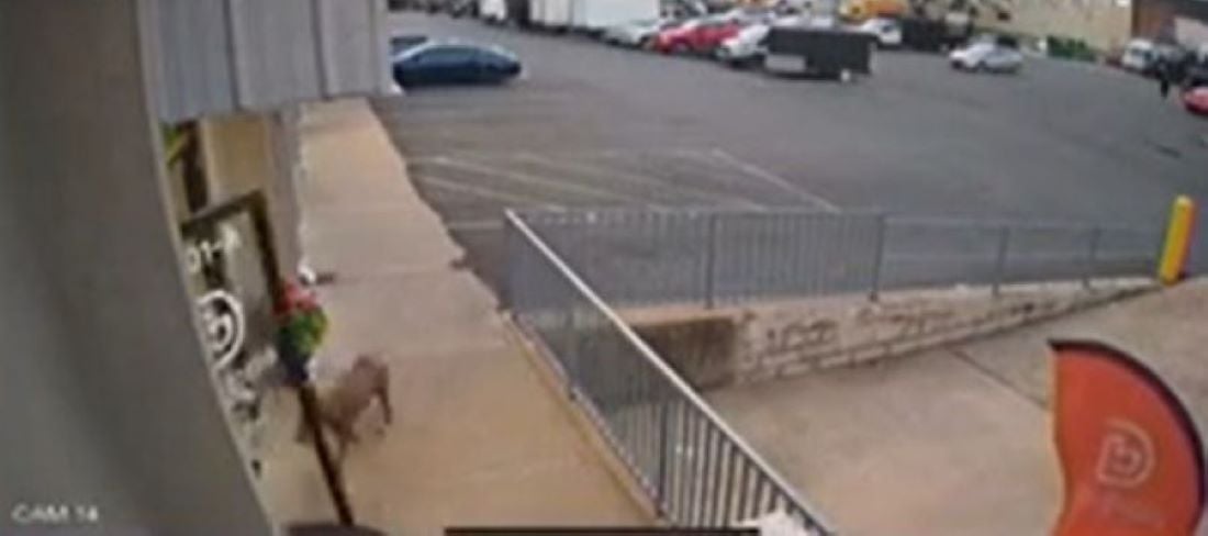 dog in front of daycare