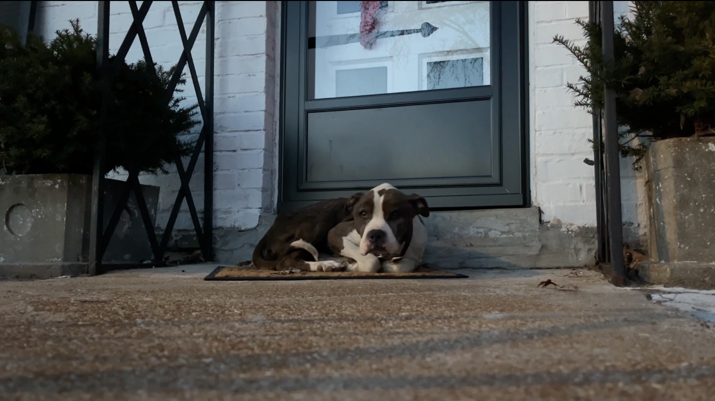 dog in front of doors