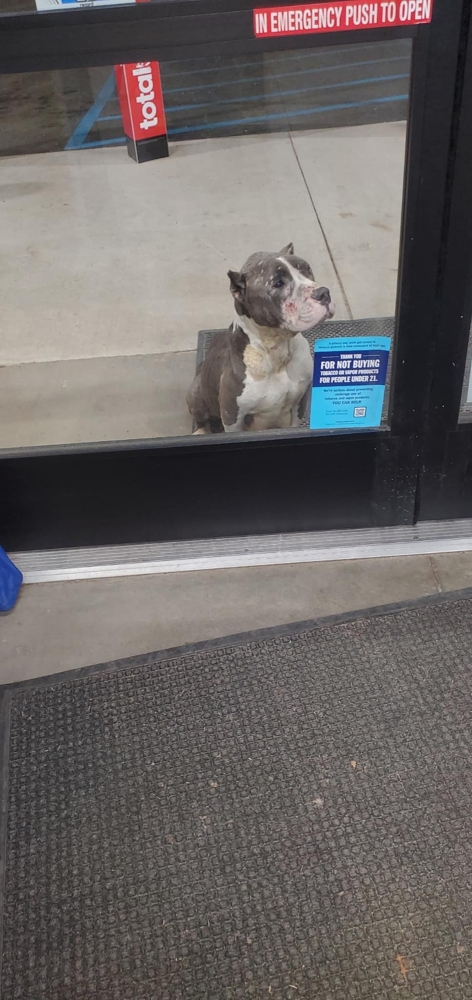 dog in front of store