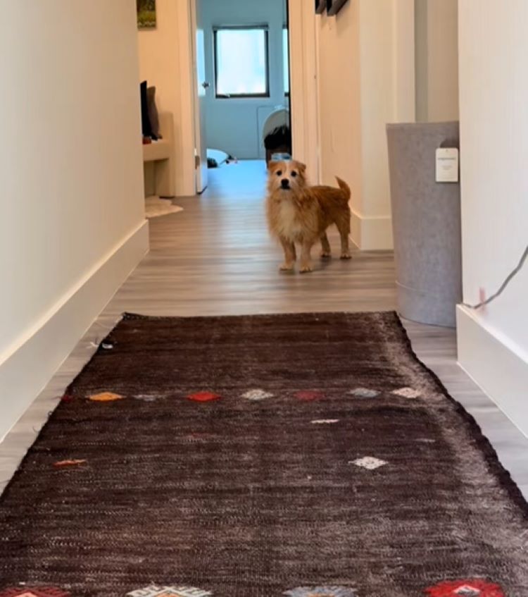 dog in hall
