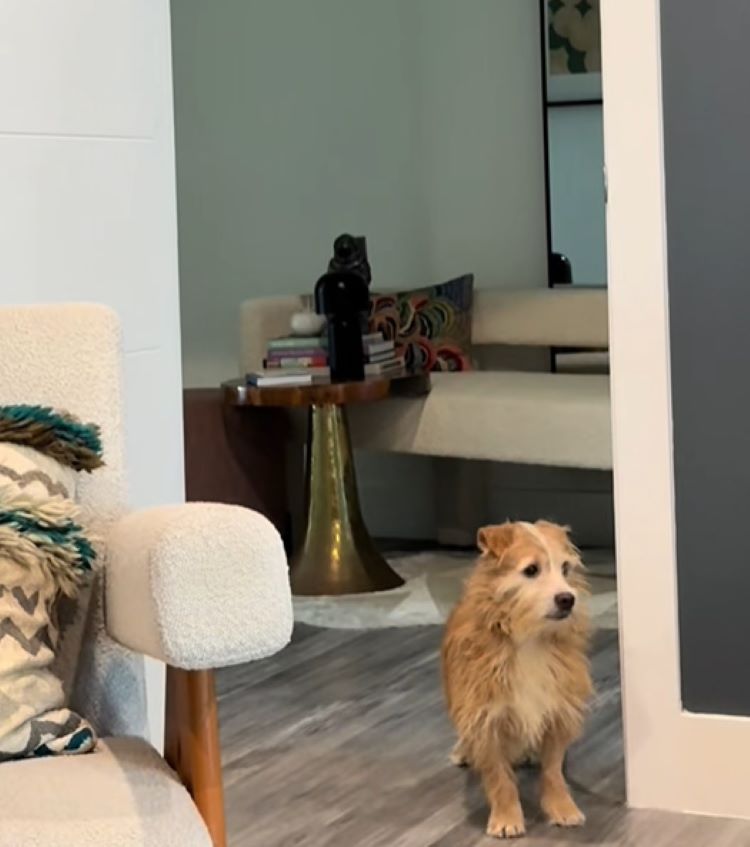 dog in house