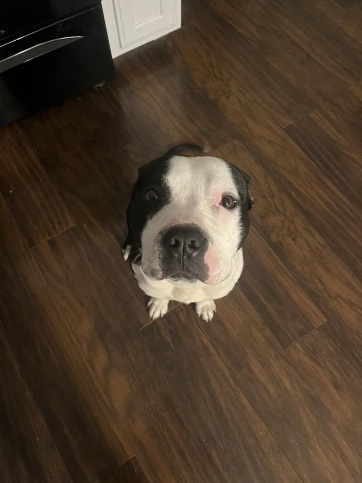 dog in house