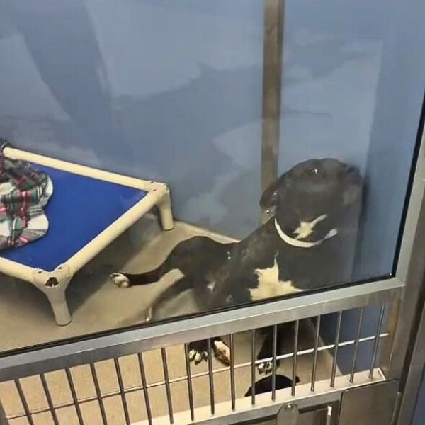 dog in kennel