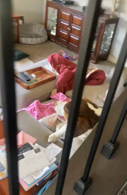 dog in living room