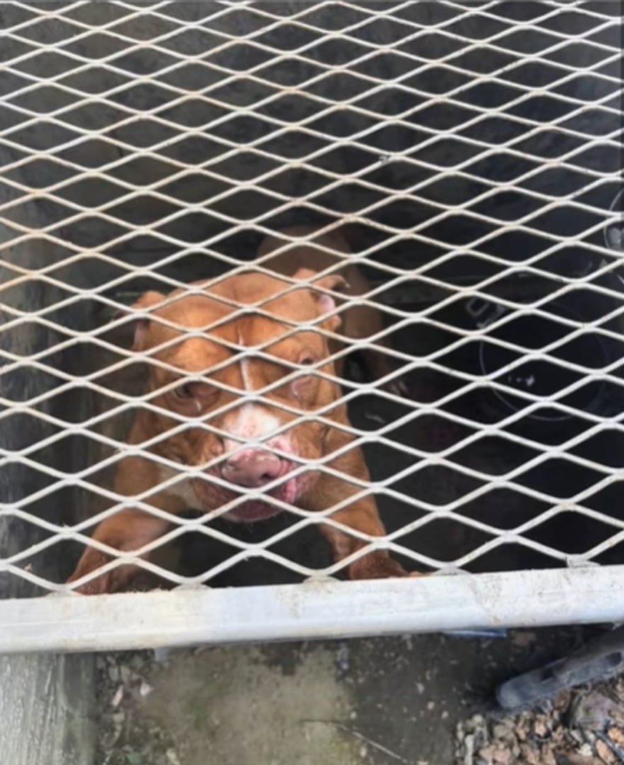 dog in metal crate