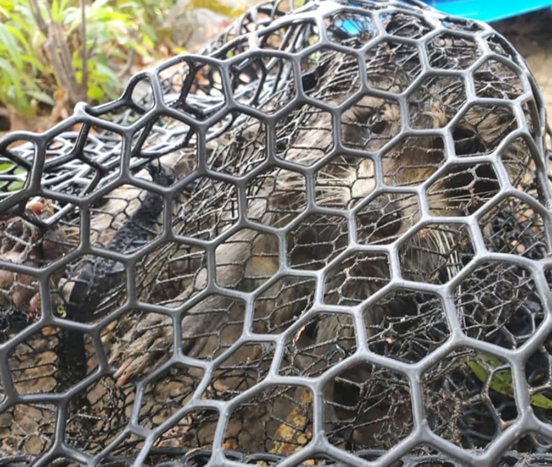 dog in net