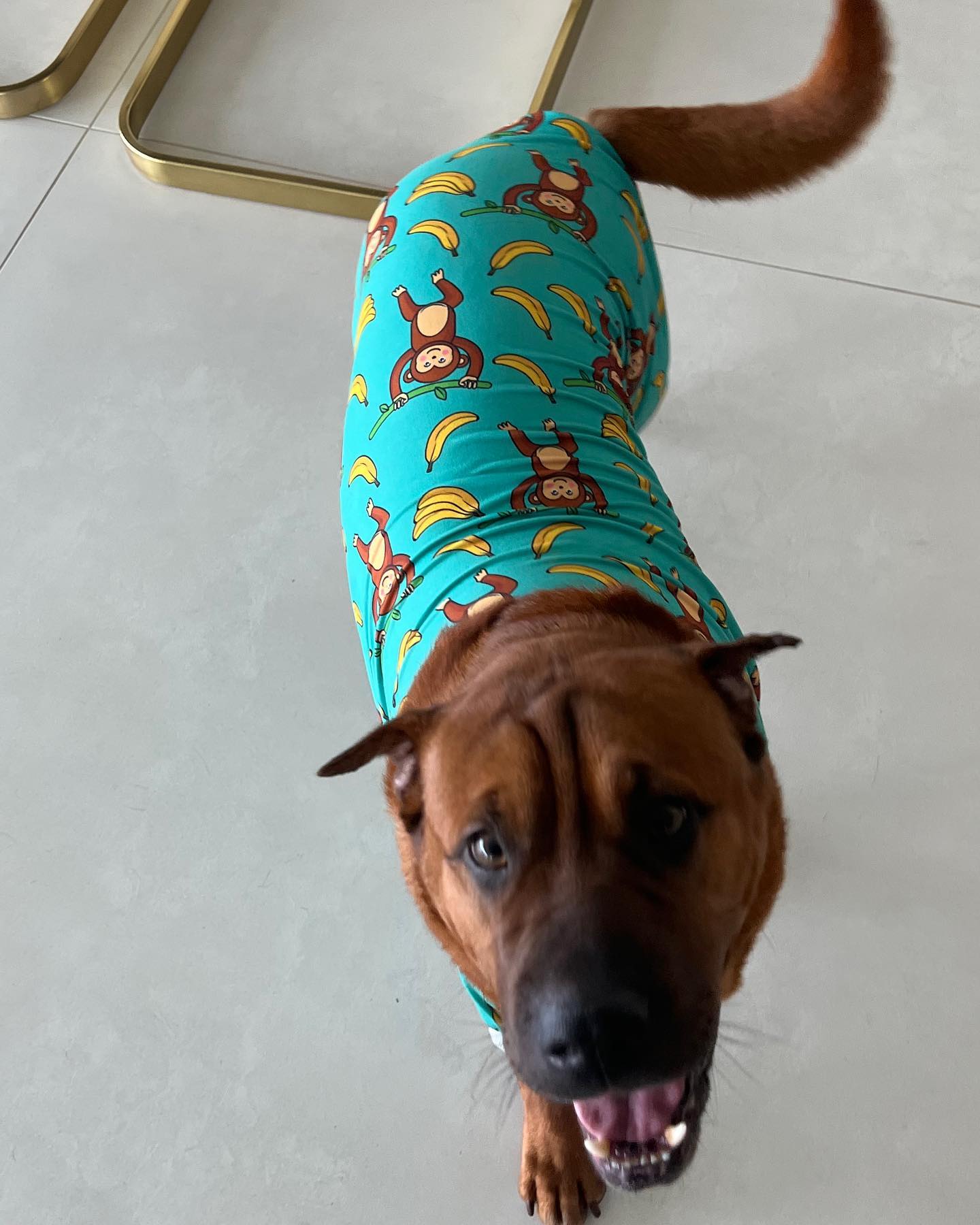 dog in pajama