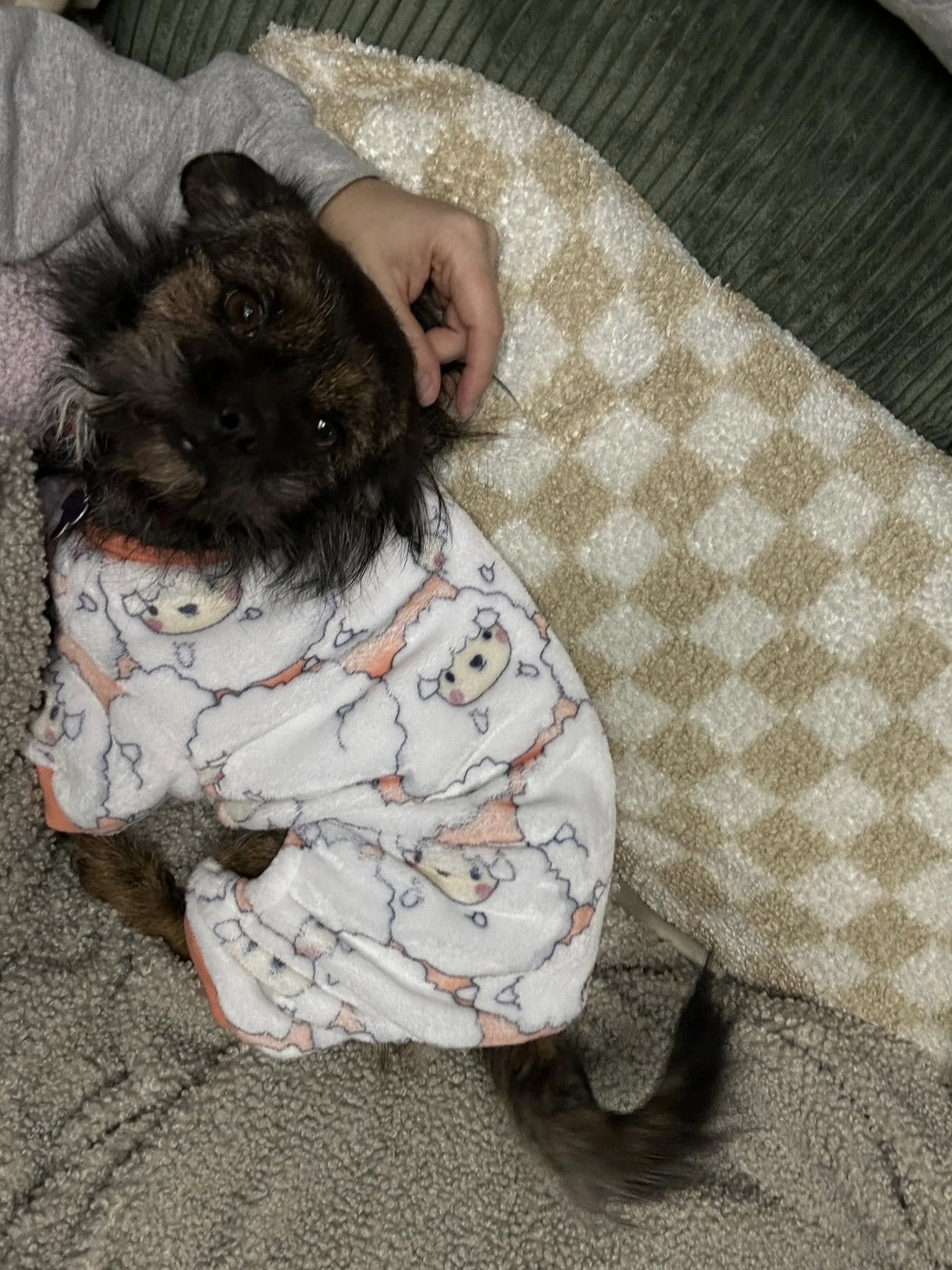 dog in pajamas