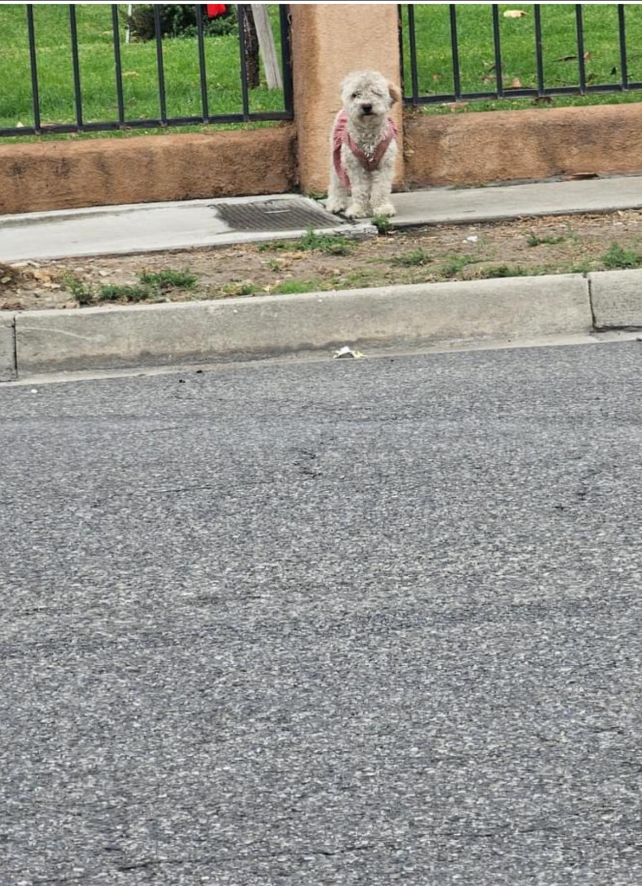 dog in pink dress