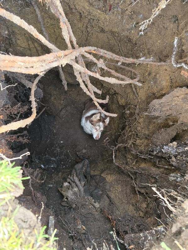 dog in pit