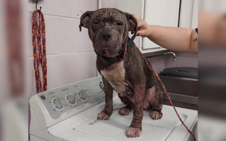 dog in poor condition