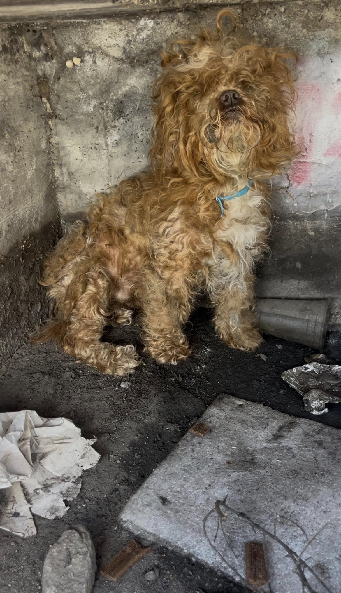 dog in sewer