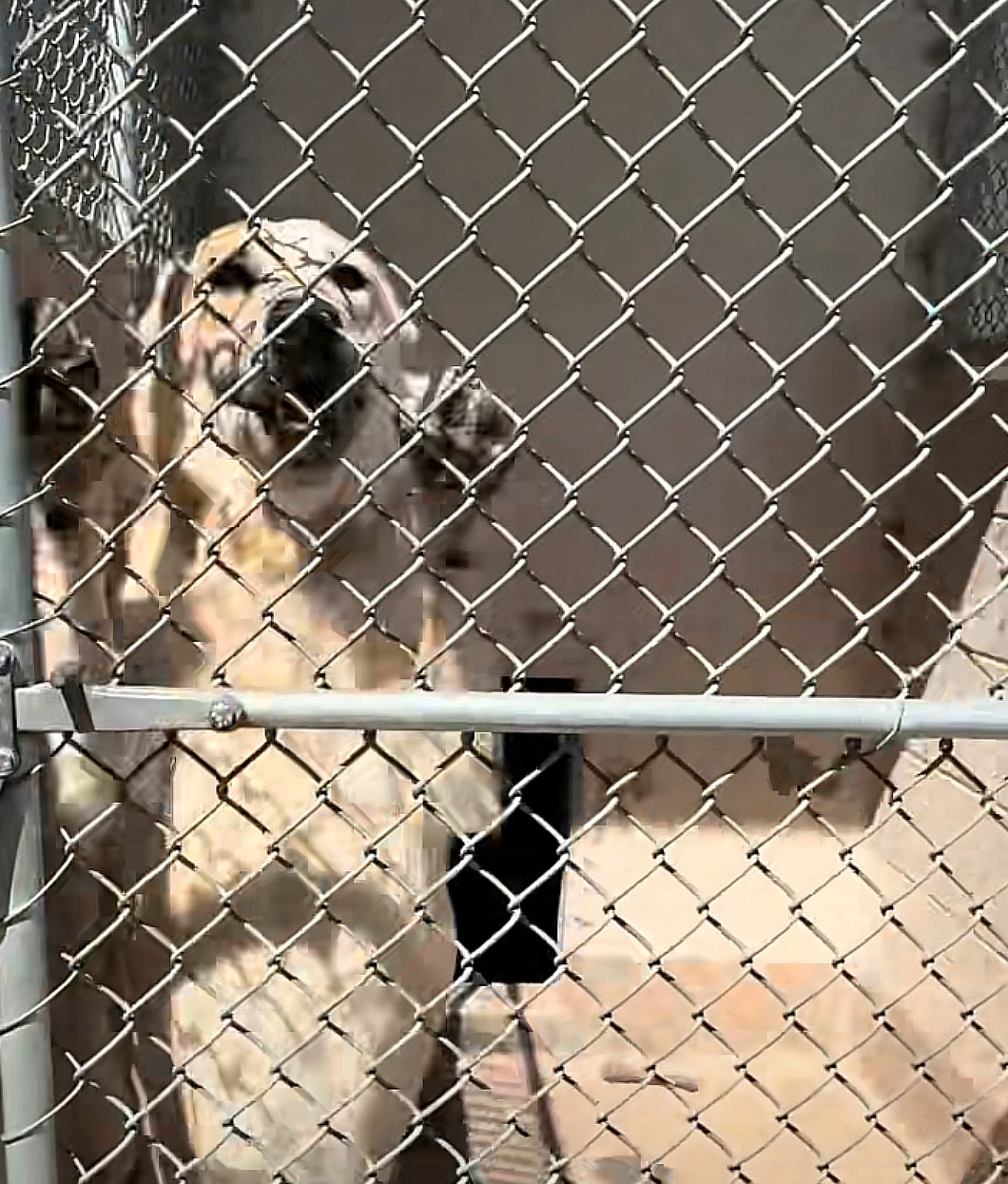 dog in shelter