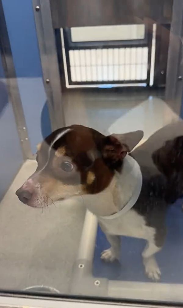dog in shelter