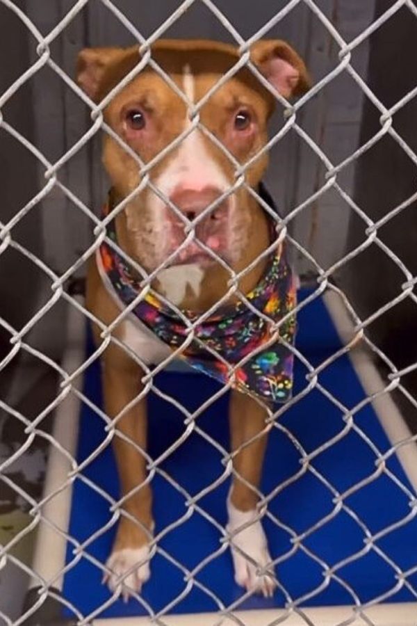 dog in shelter