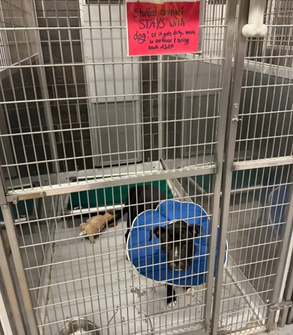 dog in shelter