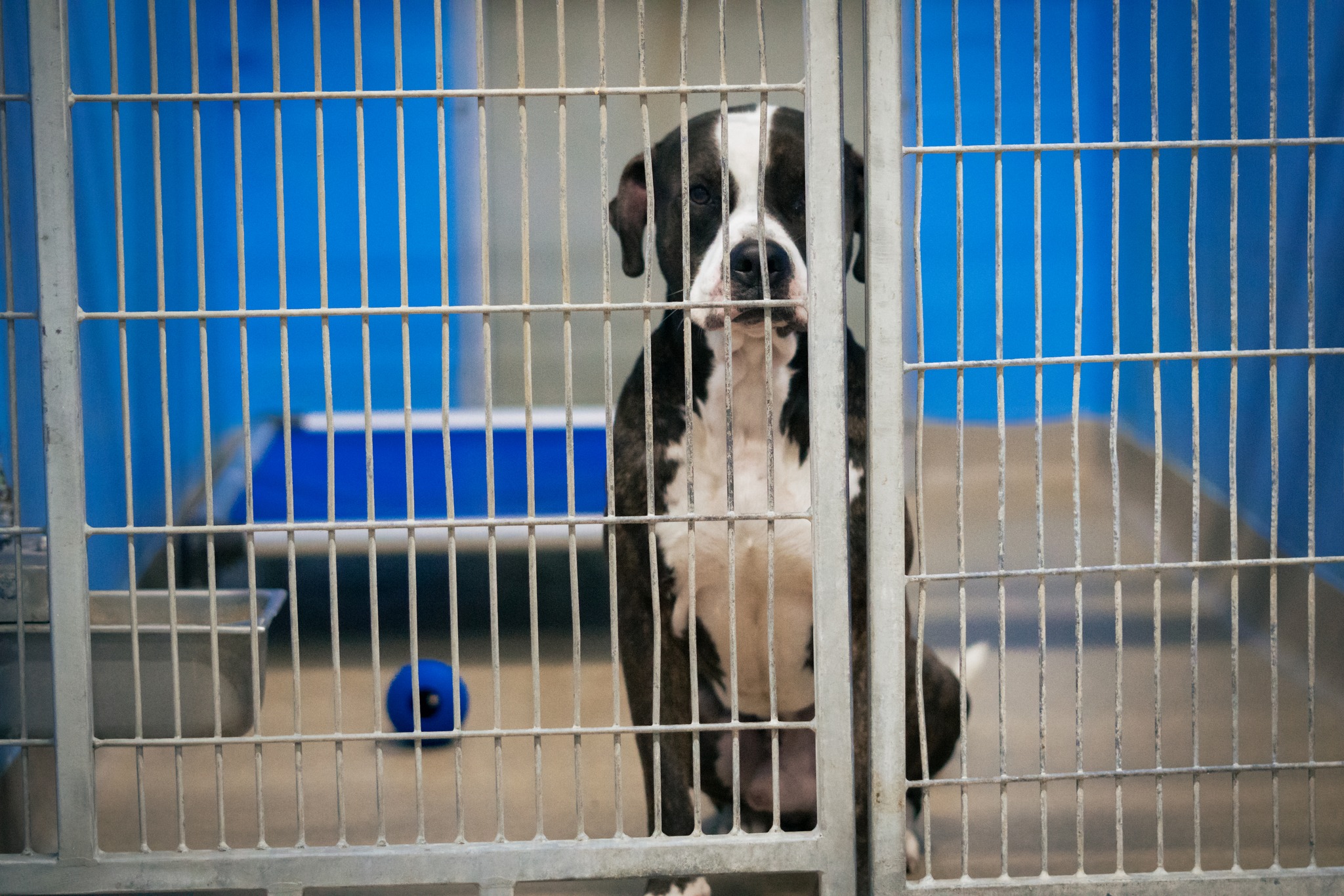 dog in shelter