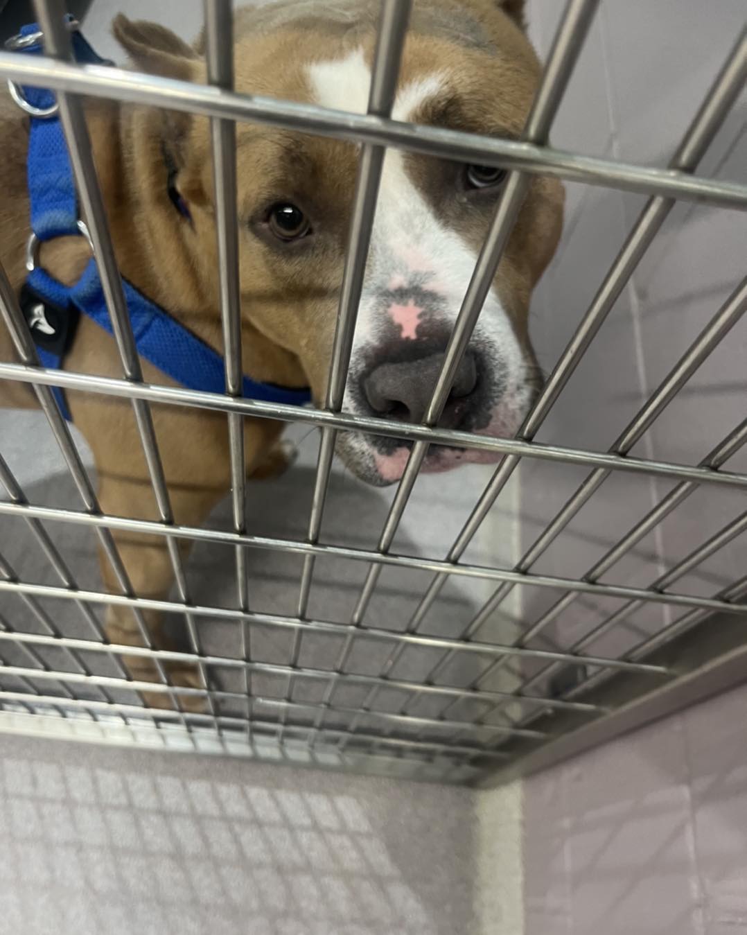 dog in shelter
