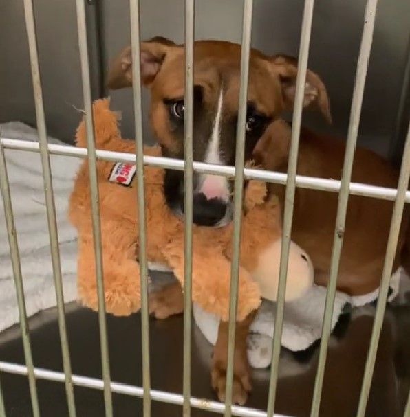 dog in shelter with toy