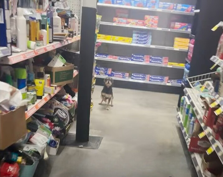 dog in store