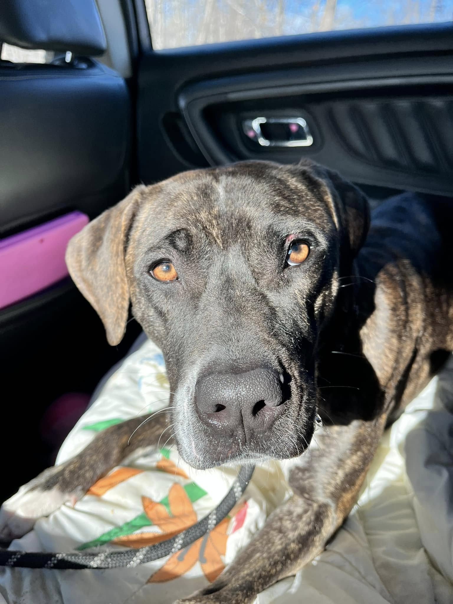 dog in the car