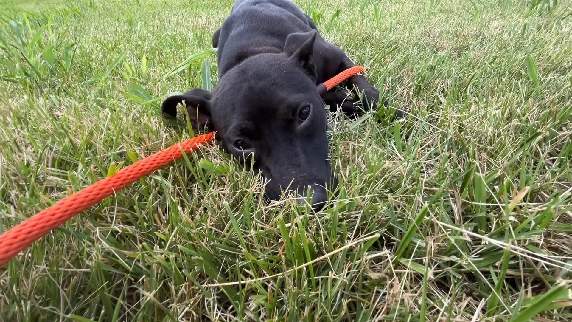dog in the grass
