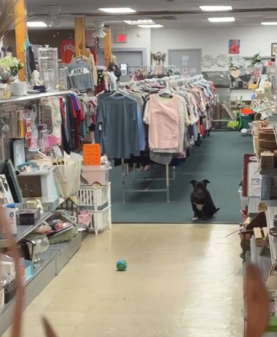 dog in thrift store