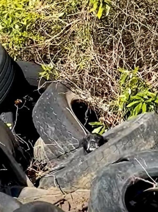 dog in tires