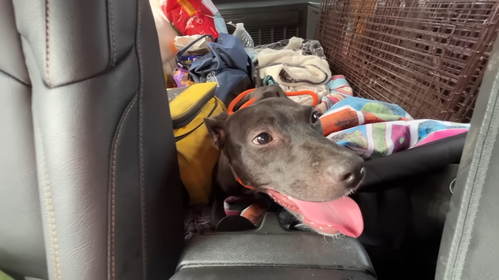 dog in trash