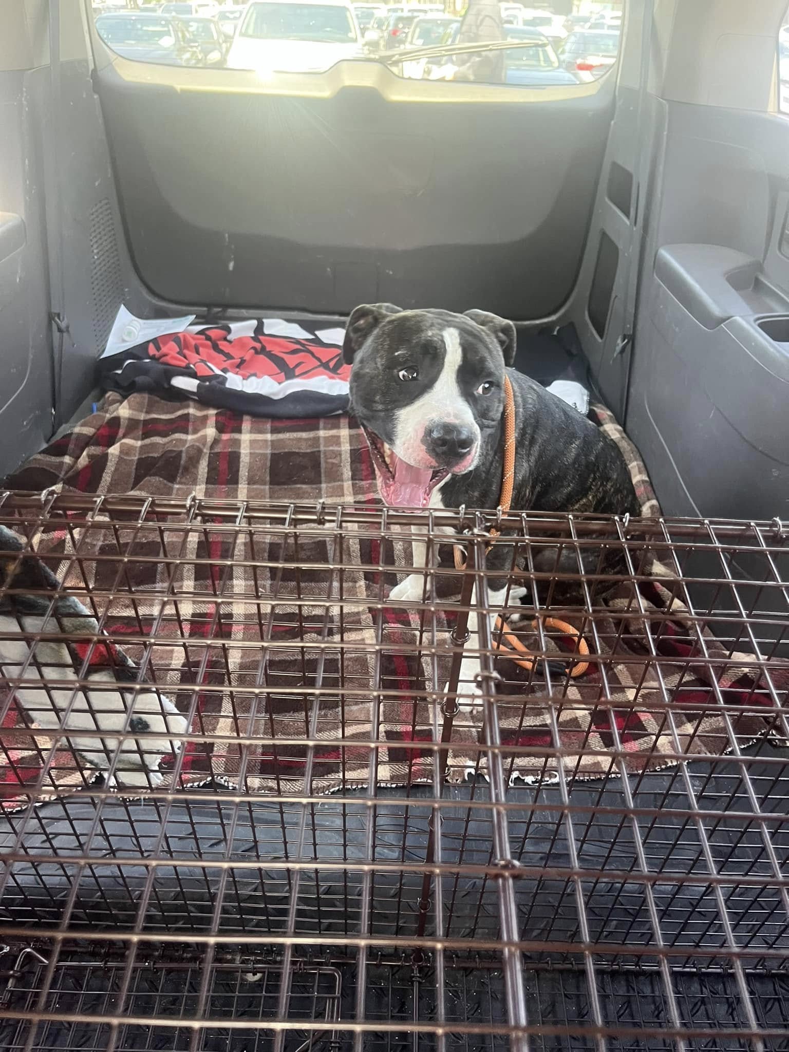 dog in truck