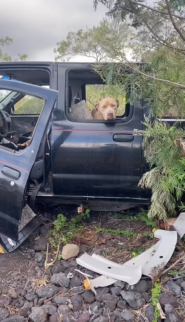 dog in truck