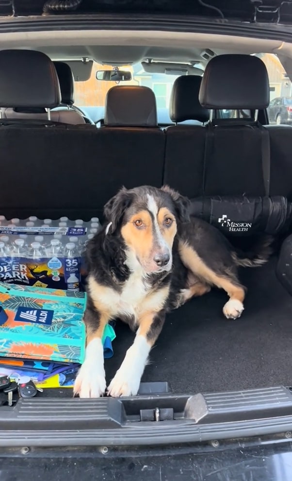 dog in trunk