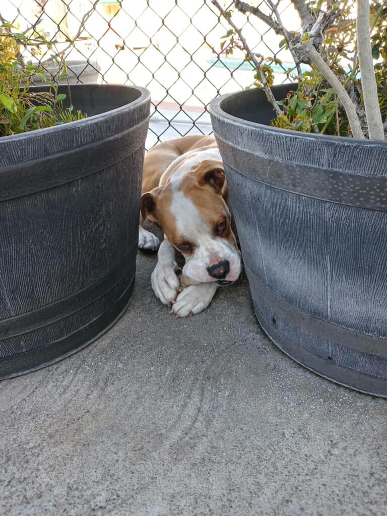 dog laying between pots