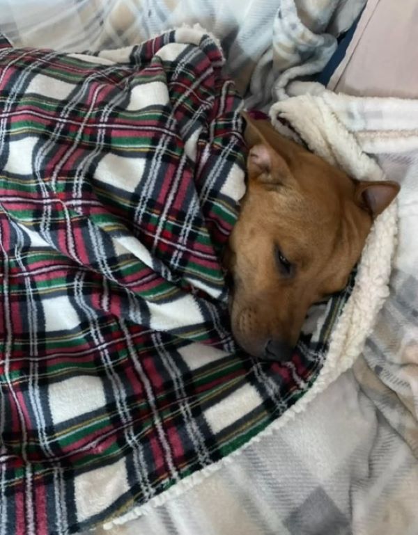 dog laying down