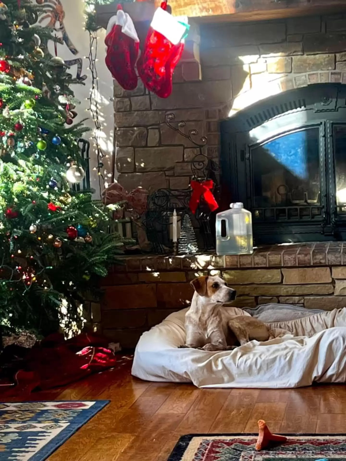 dog laying down
