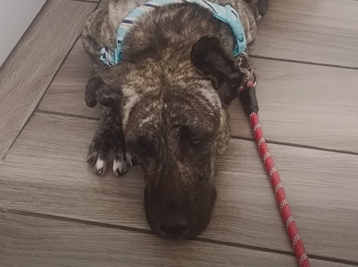 dog laying down