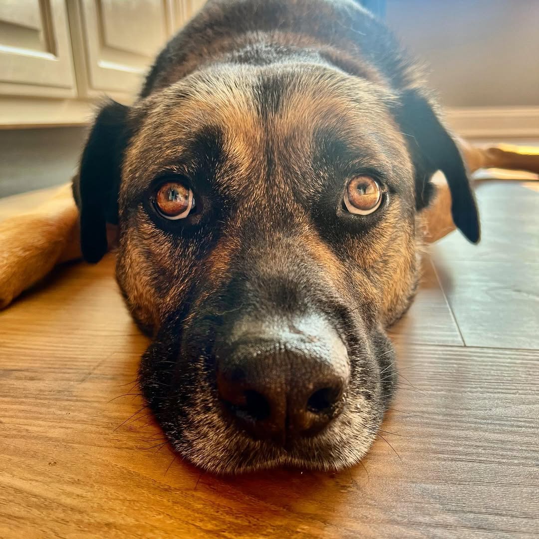 dog laying down