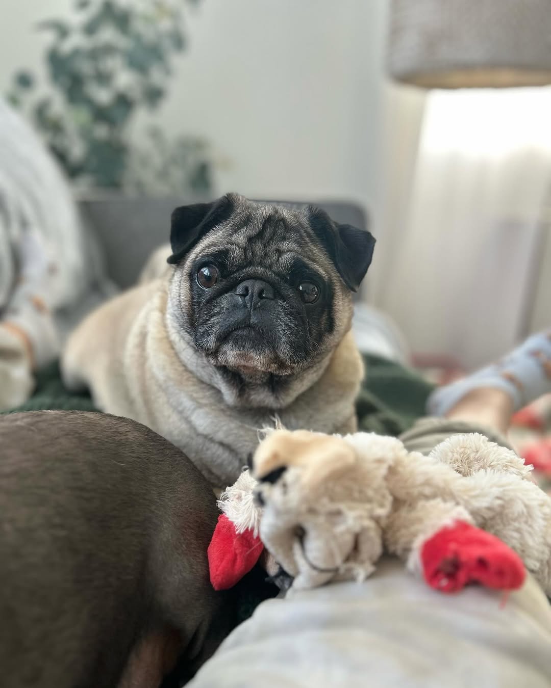 dog laying down