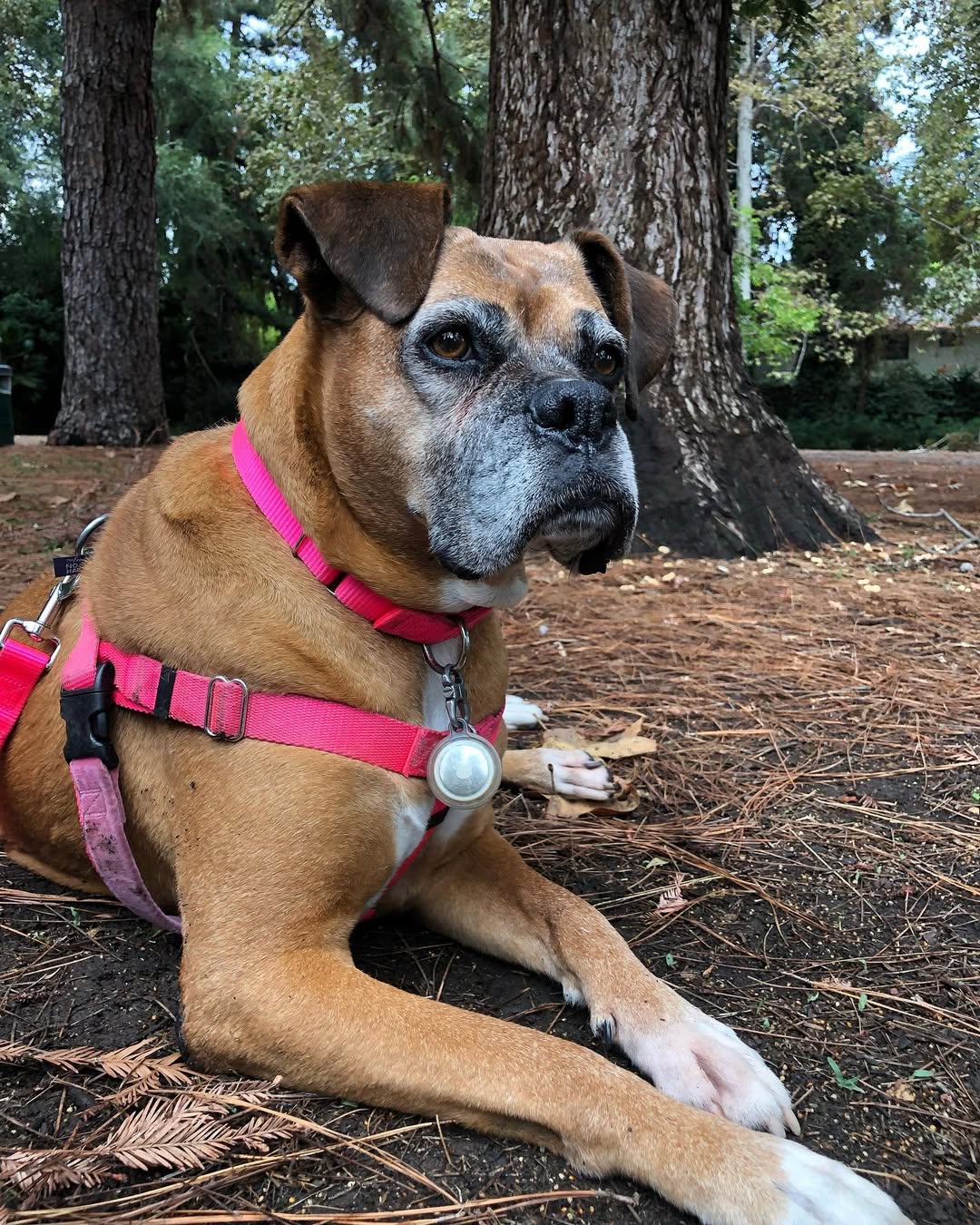 dog laying down in forest