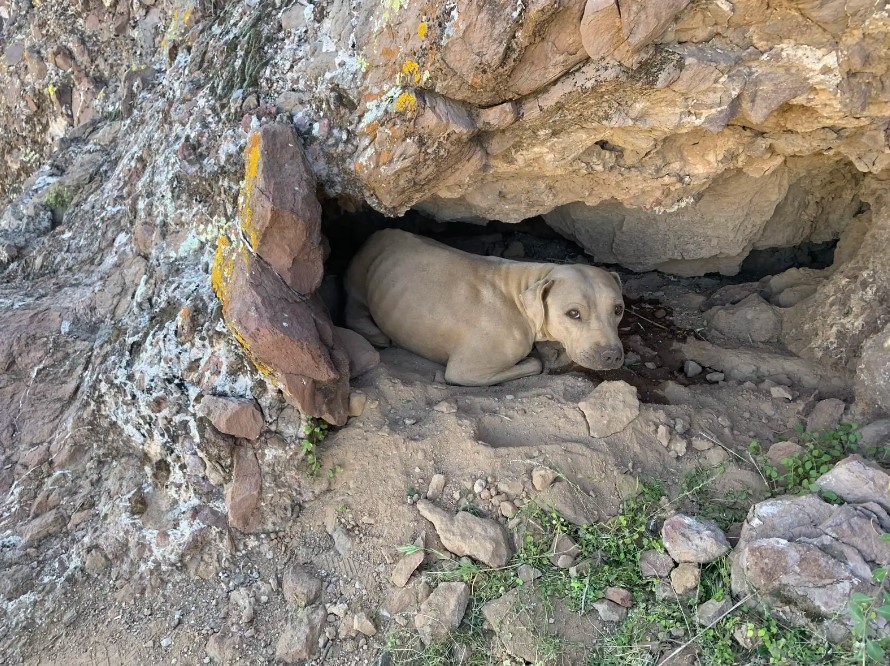 dog laying in cave opening