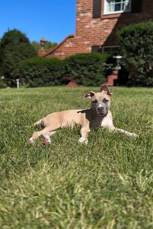 dog laying in grass