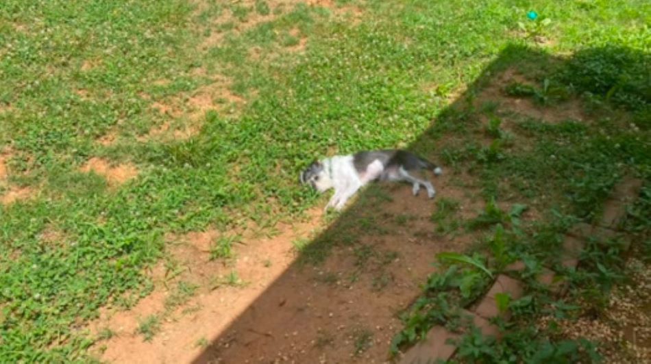 dog laying in grass