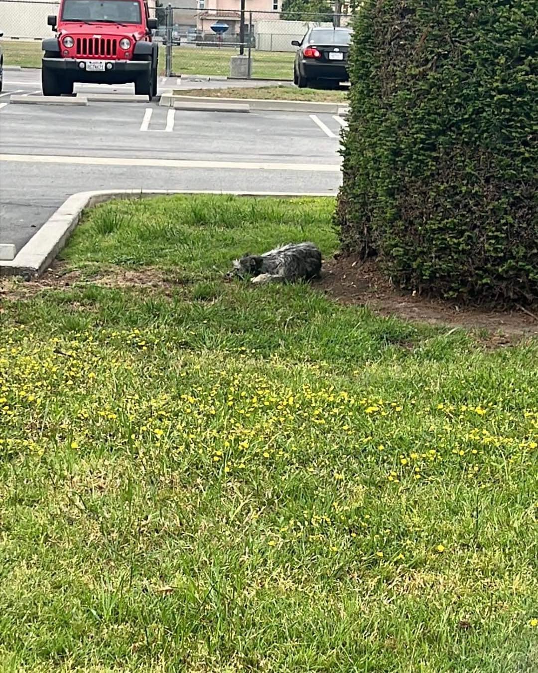 dog laying in grass