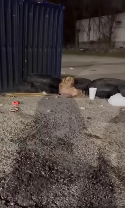 dog laying in trash