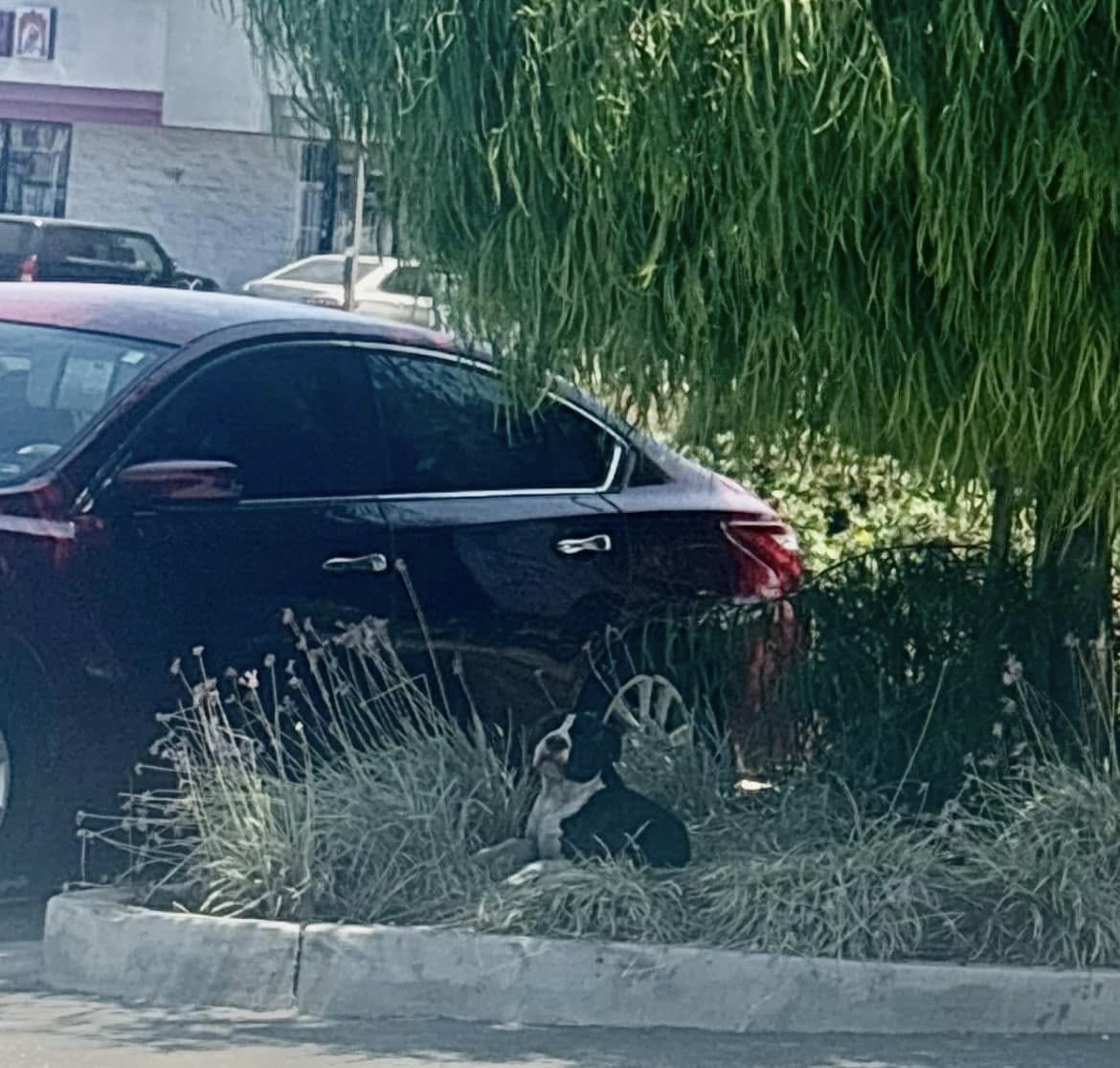 dog laying near car